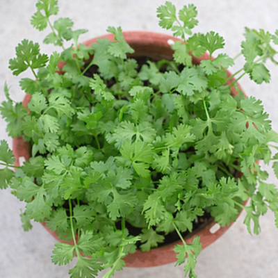 Coriander Summer Leafy Herb