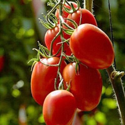 Hybrid Tomatoes Rio Grande